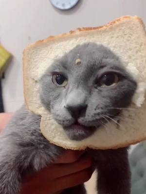 A post by @numbinsomnia on TikTok caption: the differences of pure bread cat and inbread 🥴 #cats #catsoftiktok #silly #fypシ