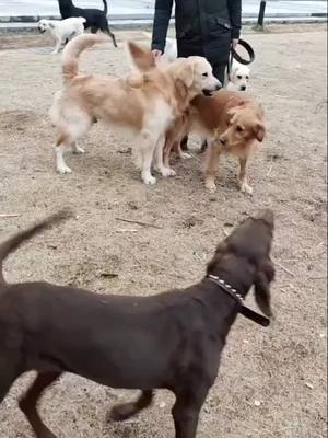 A post by @somepet on TikTok caption: @daerduodog have u learned how to stop a dog fight?#dog #foryou #tiktokanimals #dogchallenge #dogs #fightdog #dogfight