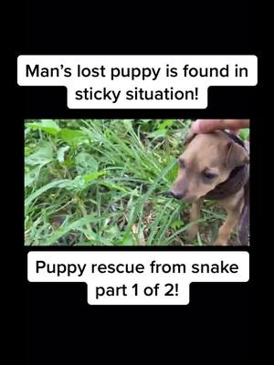 A post by @therapeuticpuppies on TikTok caption: Both animals are okay! Footage by Rescue animals Wilderness on YT! #dog #puppy #dogs #dogsoftiktok #fy #fyp #pet #PetsOfTikTok #foryou #foryoupage