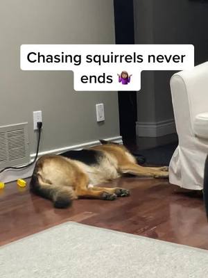 A post by @violetthegsd on TikTok caption: Dedicated squirrel chaser 😂