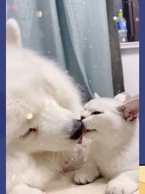 A post by @imok596 on TikTok caption: My dog and my cat❤️❤️ How about your s?#fyp #dogsoftiktok #dogs #kissing #catlove #kittycat