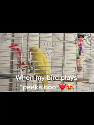 A post by @mady.haa on TikTok caption: #SkateLife #DoItBold #peekaboo #tweety #birdy #talkingbird #yellow #fun #enjoy #talk #omg #cute #wow #Love #amazing #ohyes #lovely #DialItForward #ok