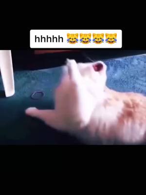 A post by @kikiandcat123 on TikTok caption: hhhhhh 😾😼😹#SkateLife #ThriftShop #cats #cat #catsoftiktok #catlover #pet #cute #fyp #foryou