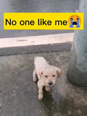 A post by @tikdog6 on TikTok caption: Poor little thing😢😢I want to take it home. Do u support it?😞#foryou #fyp #foryoupage #doggy