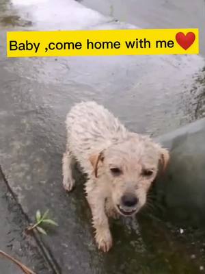 A post by @tikdog6 on TikTok caption: Come home with me❤️！#doggy #foryoupage #puppy #pet #dog #tiktokanimals