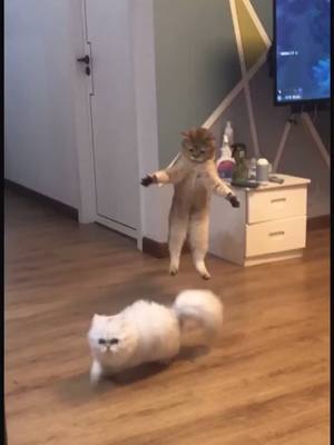 A post by @lovecat365365 on TikTok caption: Is this how your cat treats guests?#foryou #tiktokanimals #cat