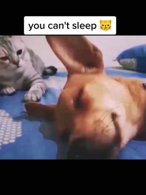 A post by @kikiandcat123 on TikTok caption: get  up !#HorrorTok #foryou #fyp #cute #pet #catlover #catsoftiktok #cat #cats #animal