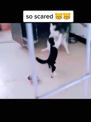 A post by @kikiandcat123 on TikTok caption: I  am afraid  of you #HorrorTok #animal #cats #cat #catsoftiktok #catlover #pet #cute #fyp #foryou