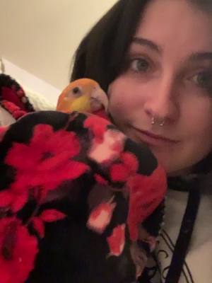 A post by @princess_pudge on TikTok caption: murderous bird #princesspudge #birds #birbs #parrotmom #ProblemSolved #caique #caiqueparrot