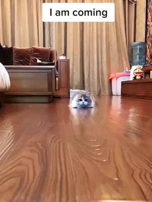 A post by @kikiandcat123 on TikTok caption: Hello  everyone I am coming #ProblemSolved #foryou #fyp #cute #cat #cats #catsoftiktok #catlover #pet #animal