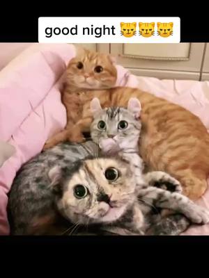 A post by @kikiandcat123 on TikTok caption: sleeping 😹😹😹#ProblemSolved #animal #cats #cat #pet #catlover #catsoftiktok #cute #fyp #foryou