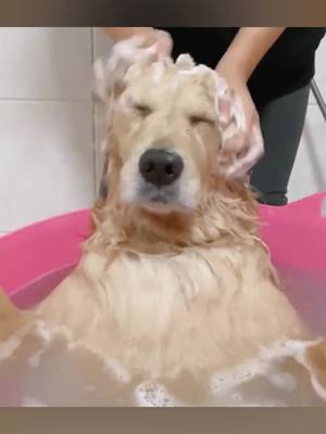 A post by @luluanimallove on TikTok caption: 💵 100 for bath and massage, thank you for your patronage 😃 #dog #dogs #foryou #foryoupage #fyp #animalfriends #funny #lmao #cute #dogmassage