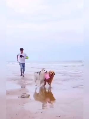 A post by @petxxyy on TikTok caption: My dogs is fishman #fyp #dogs #dog #tiktokdog #tiktokdogs