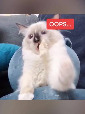 A post by @luluanimallove on TikTok caption: Freeze-dried chicken breasts hit me!!🥺 #funny #foryourpage #animals #animalfriends #fypシ #cute #foryou #vrial #lmao #kitten #kitty #cat