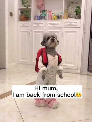 A post by @sugarrpets on TikTok caption: How clever I am!😋#fyp #pet #dog #dogfun