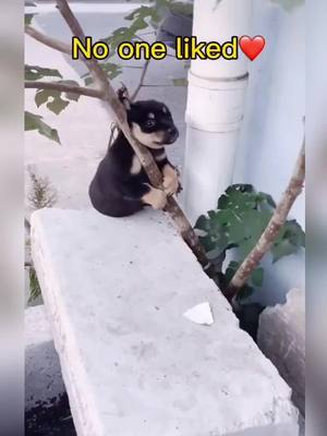 A post by @petxxyy on TikTok caption: no one like😭😭 #fyp #foryou #dog #dogs