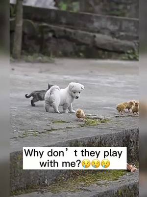 A post by @petxxyy on TikTok caption: they are ignoring me. will u play with me?#fyp #dogs #tiktokdogs