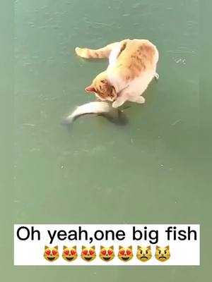 A post by @petxxyy on TikTok caption: I found one Big fish #cat #cats #fyp #foryou