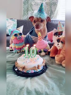 A post by @petxxyy on TikTok caption: daddy, why My FF of birthday party is so weird?😂😂😂#fy  #puppy