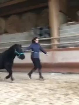 A post by @lesfailsequestres on TikTok caption: Le saut le plus chou du monde 🥺 @jump_jj #shetland #poney #fyp #saut #jump