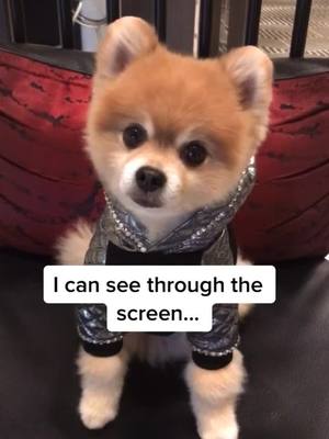 A post by @bentleythepomofficial on TikTok caption: ❤️❤️❤️ help us get to 600k 🙏🏼 #pomeranian #puppylove #viral #fashion #dogsoftiktok #foryoupage #pom #PetsOfTikTok #fashiondog  #headtilt #fypシ