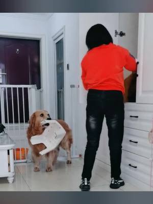 A post by @luluanimallove on TikTok caption: Am I a good assistant?🥰 #foryourpage #dog #fyp #animalfriends #foryou #dogperson #fypシ #cute