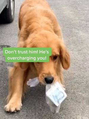 A post by @luluanimallove on TikTok caption: Good boy! #foryourpage #dog #fyp #animalfriends #foryou #dogs #dogperson #help