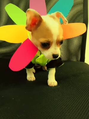 A post by @cindygpe1 on TikTok caption: #badchihuahuababy #doggiplay #chihuahuastiktok #dogsoftiktok#puppylove #fyp #parati#foryou