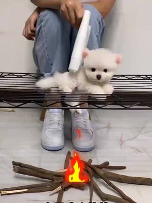 A post by @thehome_of_pet on TikTok caption: Do you like so cute dogs?#pets #duet #foryou #foryoupage #puppy #fyp #dogsoftiktok