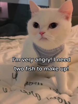 A post by @pets1010 on TikTok caption: The angry cat? 😂😂😂#greenscreenvideo #cutecat #cats #cat #fyp #funny #funnycat