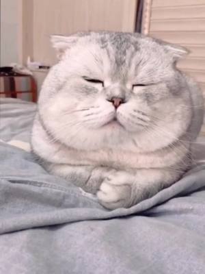 A post by @pets1010 on TikTok caption: time to sleep❤️❤️❤️#funnycat #funny #cat #fyp #cutecat #greenscreenvideo