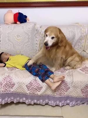 A post by @lindabiki on TikTok caption: good brother forever#foryou #petlover  #dog