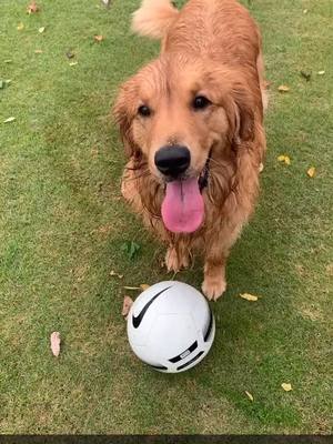 A post by @livingthegoldenlife on TikTok caption: My bestfriend is actually AirBud #dog #puppy #sports #Soccer #fyp #foryou