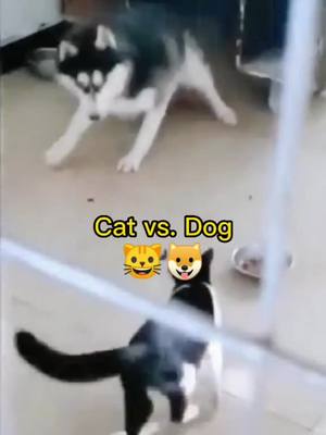 A post by @tikdog6 on TikTok caption: Cat vs. DogWho will win?🐶🐱#funnydog #tiktokanimals #foryoupage #pet #puppy #fyp