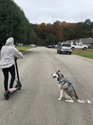 A post by @blade_wofwof on TikTok caption: So this is what happened when i tried to race my dog 😂 #tired #nope #goodboy #husky #fyp