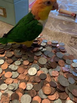 A post by @princess_pudge on TikTok caption: mommy’s little helper :) #parrot #birds #parrotmon #princesspudge #caiqueparrot #caique #birbs #fyp