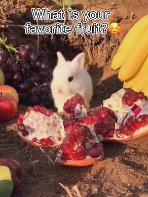 A post by @pettysdog on TikTok caption: What's your favorite fruit? #rabbit #pet #animals #cute #fruit #funny #foryou #tiktok #fyp