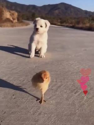 A post by @pettysdog on TikTok caption: Who is your best friend? Can you @he/she? 😍 #friends #bestfriend #cute #pet #puppy #dog #dogsoftiktok #chicken #fyp #foryoupage #ilovemydog