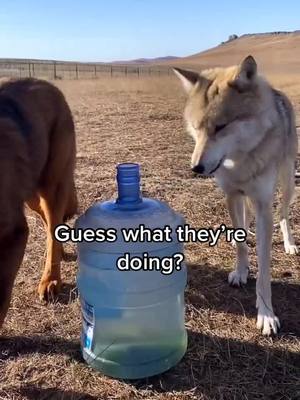 A post by @bob462 on TikTok caption: What are you doing right now?#MeLeaving #wolf #fyp #dogs #dog