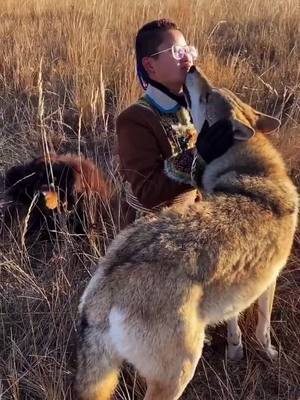 A post by @bob462 on TikTok caption: What should I do? Call the police😂😂😂#HalloweenIsHere #wolf #fyp #dogs