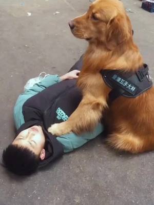 A post by @lindabiki on TikTok caption: dog saved my life#dog #petlover #foryou