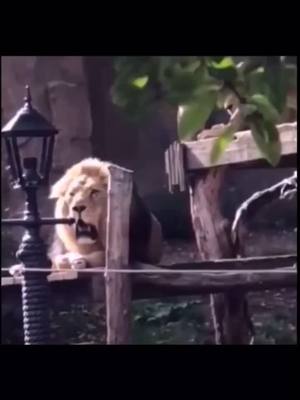 A post by @jerrysun1025 on TikTok caption: communication with the lion