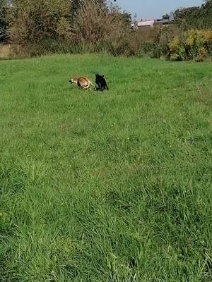 A post by @m_d_dogs on TikTok caption: Wen die Kinder Spielen 😍🤗. Spielen eure Hunde auch gerne? #saupacker #canecorso #Mischling #lustigehunde #spielen #hundlaufen #dog #hundeliebe