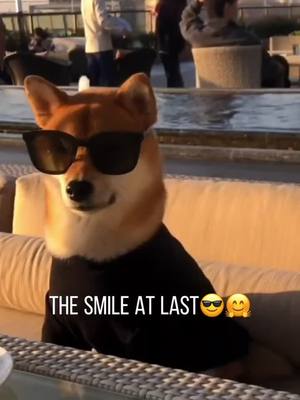 A post by @zszbsz on TikTok caption: #dog #dogs #funny #puppy #fyp