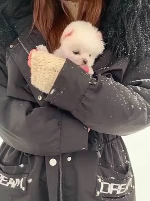 A post by @maxineburns123 on TikTok caption: The little cutie is a little excited to see a snowflake for the first time. #pets #teacupdogs #fyp