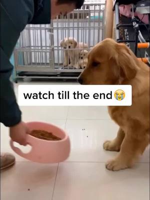 A post by @lindabiki on TikTok caption: mother dogs love😭🙏#foryou #petlover #dog