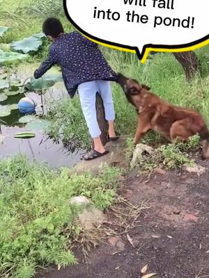 A post by @imok596 on TikTok caption: #dogsoftiktok #dogs #herodog will ur puppy help u catch the ball from water???my dog will!❤️