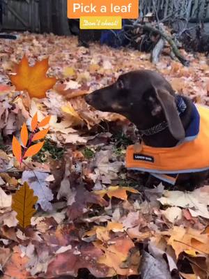 A post by @teo_love01 on TikTok caption: We are back!!!! Do you think you could put this on the #fyp #lovethisdog #fall