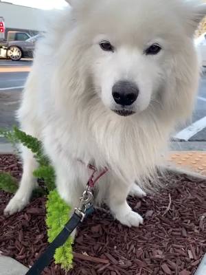 A post by @cutesamson on TikTok caption: Dreams... dreams of loneliness... #fleetwoodmac #dreams #samoyed