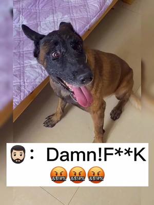 A post by @imok596 on TikTok caption: You’re going too far,bro!😎😎I’m hungry #dogsoftiktok #dogs #Animation #fyp #gentleman